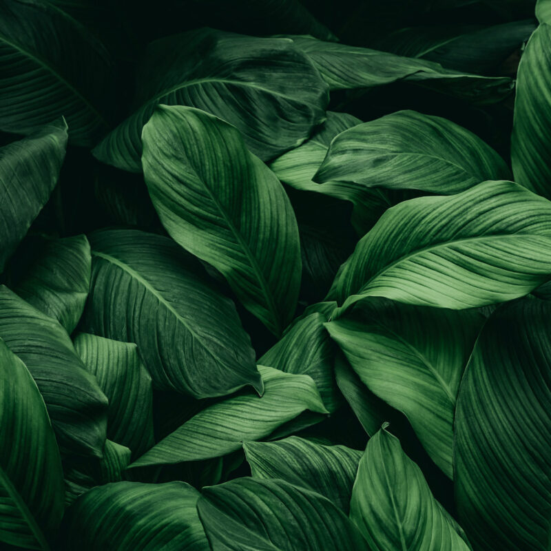 leaves spathiphyllum cannifolium abstract green dark texture nature background tropical leaf